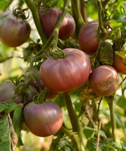 Cherokee Purple Tomato Seeds - Heirloom, Smoky-Sweet Flavor - 60 Seeds - Image 2