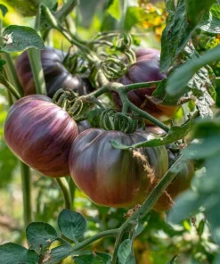 Cherokee Purple Tomato Seeds - Heirloom, Smoky-Sweet Flavor - 60 Seeds - Image 3