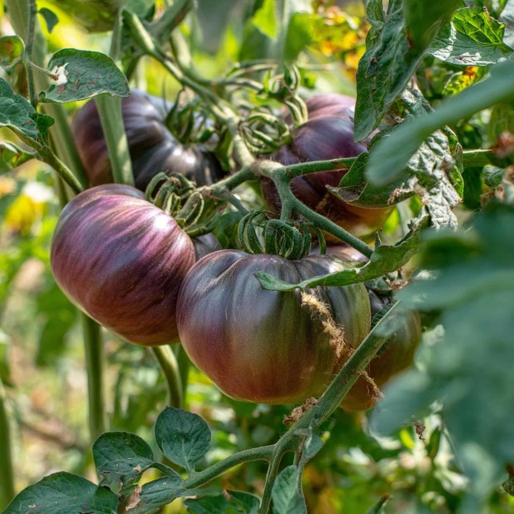 Cherokee Purple Tomato Seeds - Heirloom, Smoky-Sweet Flavor - 60 Seeds - Image 3