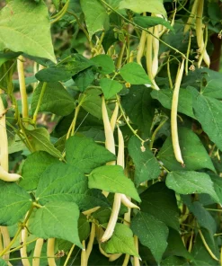 Cherokee Wax Bean Seeds - 50 Yellow Bush Bean Seeds - AAS Winner - Image 2
