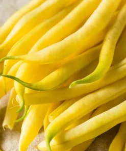 Cherokee Wax Bean Seeds - 50 Yellow Bush Bean Seeds - AAS Winner - Image 3