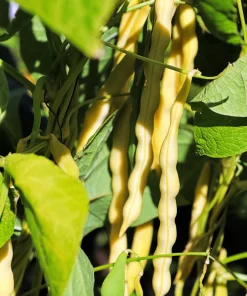 Cherokee Wax Bean Seeds - 50 Yellow Bush Bean Seeds - AAS Winner - Image 4