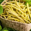 Cherokee Wax Bean Seeds - 50 Yellow Bush Bean Seeds - AAS Winner - Image 1