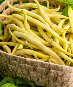 Cherokee Wax Bean Seeds - 50 Yellow Bush Bean Seeds - AAS Winner - Image 1