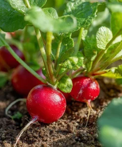 Cherry Belle Radish Seeds - 250 Heirloom Red Radish Seeds for Gardens - Image 3