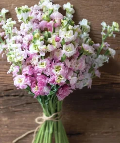 Cherry Blossom Stock Seeds - 50 Seeds - Fragrant Pink & White Flowers - Image 2