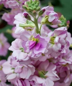 Cherry Blossom Stock Seeds - 50 Seeds - Fragrant Pink & White Flowers - Image 3