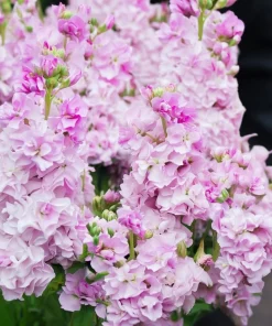 Cherry Blossom Stock Seeds - 50 Seeds - Fragrant Pink & White Flowers - Image 4