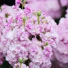 Cherry Blossom Stock Seeds - 50 Seeds - Fragrant Pink & White Flowers - Image 1