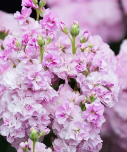 Cherry Blossom Stock Seeds - 50 Seeds - Fragrant Pink & White Flowers - Image 1