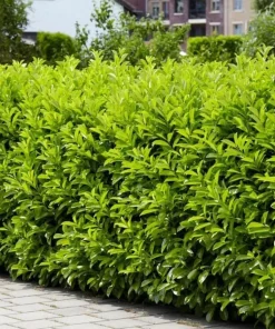Cherry Laurel Hedging Plants - Live Shrubs, 6-12 inch tall, 2.5 inch pot, 2 Pack - Image 3