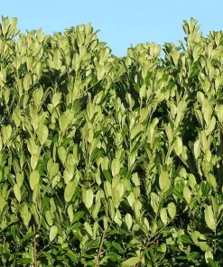 Cherry Laurel Hedging Plants - Live Shrubs, 6-12 inch tall, 2.5 inch pot, 2 Pack - Image 6