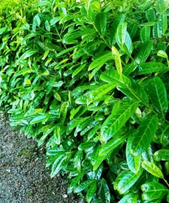 Cherry Laurel Hedging Plants - Live Shrubs, 6-12 inch tall, 2.5 inch pot, 2 Pack - Image 7