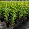 Cherry Laurel Hedging Plants - Live Shrubs, 6-12 inch tall, 2.5 inch pot, 2 Pack - Image 1