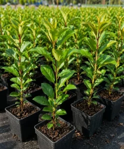Cherry Laurel Hedging Plants - Live Shrubs, 6-12 inch tall, 2.5 inch pot, 2 Pack - Image 1