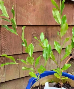 Cherry Laurel Live Plant - Pack of 2, 6-12 Inch Tall, 2.5 Inch Pot, Hedging Shrub - Image 2