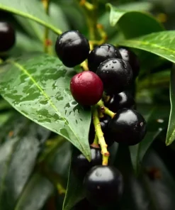 Cherry Laurel Live Plant - Pack of 2, 6-12 Inch Tall, 2.5 Inch Pot, Hedging Shrub - Image 4
