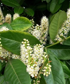 Cherry Laurel Live Plant - Pack of 2, 6-12 Inch Tall, 2.5 Inch Pot, Hedging Shrub - Image 5