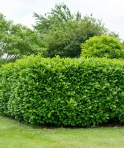 Cherry Laurel Live Plant - Pack of 2, 6-12 Inch Tall, 2.5 Inch Pot, Hedging Shrub - Image 6