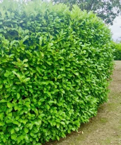 Cherry Laurel Live Plant - Pack of 2, 6-12 Inch Tall, 2.5 Inch Pot, Hedging Shrub - Image 8