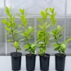 Cherry Laurel Live Plant - Pack of 2, 6-12 Inch Tall, 2.5 Inch Pot, Hedging Shrub - Image 1