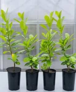 Cherry Laurel Live Plant - Pack of 2, 6-12 Inch Tall, 2.5 Inch Pot, Hedging Shrub - Image 1