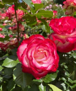 Cherry Parfait Grandiflora Rose Plant Live – 5-8