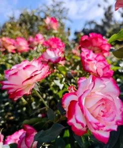 Cherry Parfait Grandiflora Rose Plant Live – 5-8