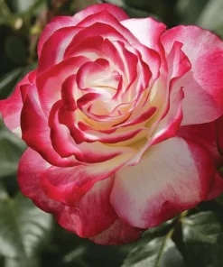 Cherry Parfait Grandiflora Rose Plant Live – 5-8" Tall Bi-Color Rose Bush Starter – Fragrant Outdoor Garden Rose - Image 2