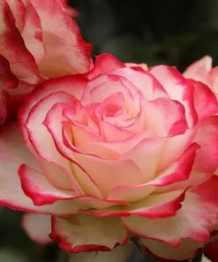 Cherry Parfait Grandiflora Rose Plant Live – 5-8