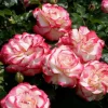Cherry Parfait Grandiflora Rose Plant Live – 5-8" Tall Bi-Color Rose Bush Starter – Fragrant Outdoor Garden Rose - Image 1