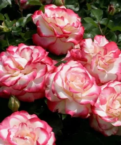 Cherry Parfait Grandiflora Rose Plant Live – 5-8" Tall Bi-Color Rose Bush Starter – Fragrant Outdoor Garden Rose - Image 1