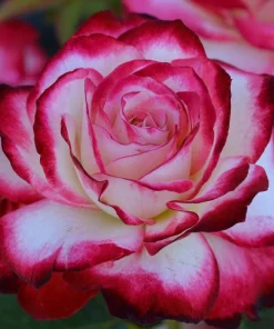 Cherry Parfait Grandiflora Rose Plant Live – 5-8