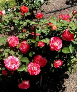 Cherry Parfait Grandiflora Rose Plant Live – 5-8