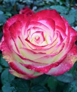 Cherry Parfait Grandiflora Rose Plant Live – 5-8