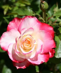 Cherry Parfait Grandiflora Rose Plant Live – 5-8