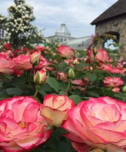 Cherry Parfait Grandiflora Rose Plant Live – 5-8