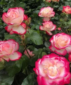 Cherry Parfait Grandiflora Rose Plant Live – 5-8