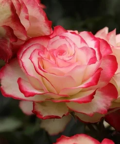 Cherry Parfait Rose Plant Live - Bicolor Floribunda Bush, 4-6" Tall - Image 2