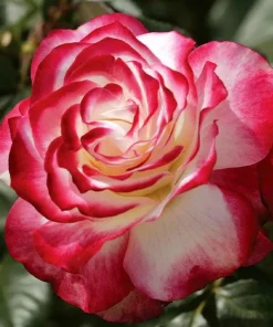Cherry Parfait Rose Plant Live - Bicolor Floribunda Bush, 4-6
