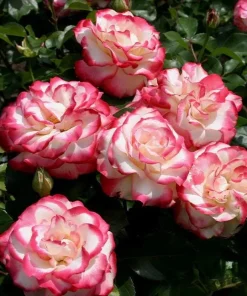 Cherry Parfait Rose Plant Live - Bicolor Floribunda Bush, 4-6
