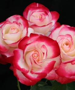 Cherry Parfait Rose Plant Live - Bicolor Floribunda Bush, 4-6