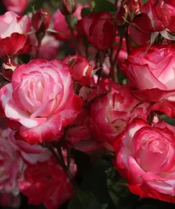 Cherry Parfait Rose Plant Live - Bicolor Floribunda Bush, 4-6