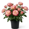 Cherry Parfait Rose Plant Live - Bicolor Floribunda Bush, 4-6" Tall - Image 1