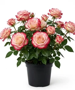 Cherry Parfait Rose Plant Live - Bicolor Floribunda Bush, 4-6" Tall - Image 1