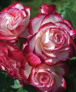 Cherry Parfait Rose Plant Live - Bicolor Floribunda Bush, 4-6