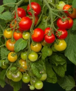 Cherry Tomato Plants Live - Set of 2, 3-5 Inch Tall in 4-Inch Pot, Sweet Edible Garden Vegetables - Image 2