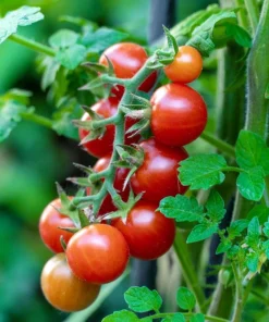 Cherry Tomato Plants Live - Set of 2, 3-5 Inch Tall in 4-Inch Pot, Sweet Edible Garden Vegetables - Image 3
