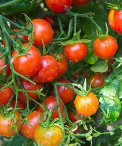 Cherry Tomato Plants Live - Set of 2, 3-5 Inch Tall in 4-Inch Pot, Sweet Edible Garden Vegetables - Image 4