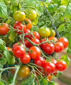 Cherry Tomato Plants Live - Set of 2, 3-5 Inch Tall in 4-Inch Pot, Sweet Edible Garden Vegetables - Image 5